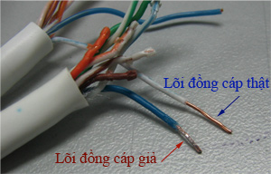 phân biệt hàng chính hãng AMP